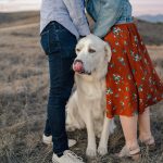 engagement photos with white English Labrador dog